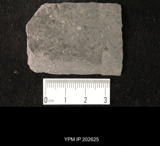 Viriatellina fuchsi
