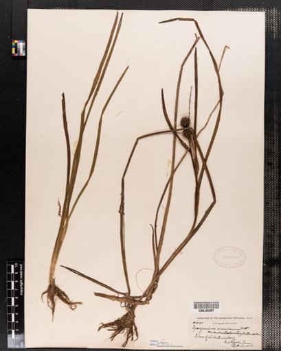 Sparganium americanum