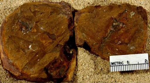 Lepidostrobus sp.