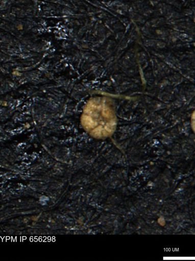 Alveolophragmium linki
