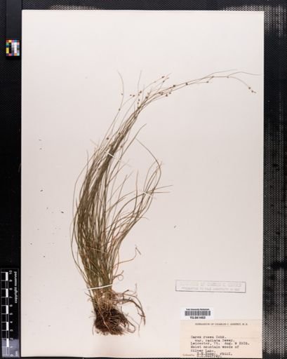 Carex rosea