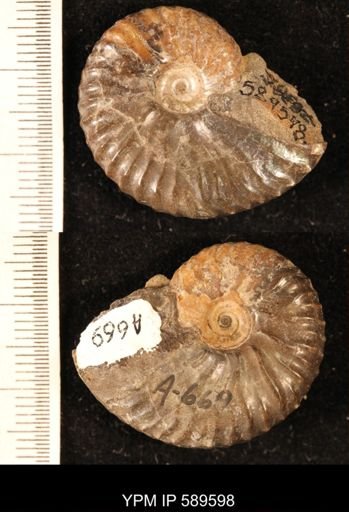 Hoploscaphites comprimus