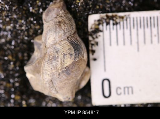 undet. Gastropoda