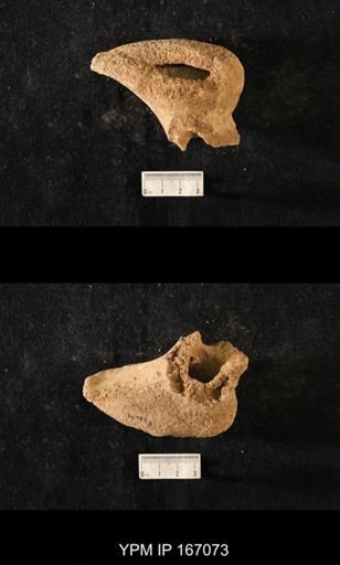 Brachiospongia digitata