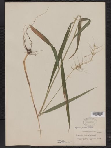 Elymus hystrix