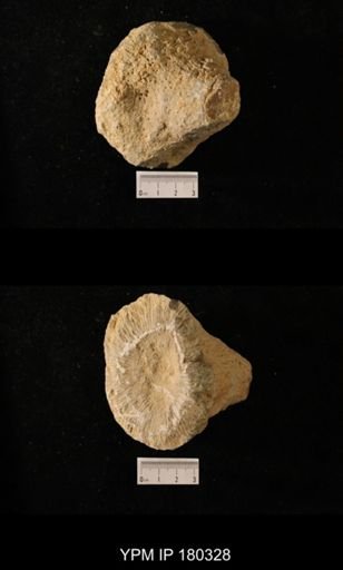Anthaspidella sp.