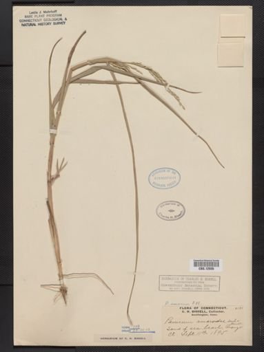 Panicum amarum