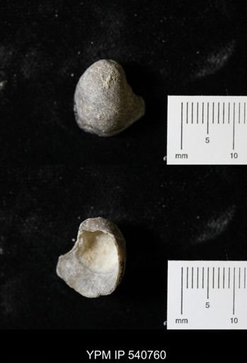 Gryphaea sp.