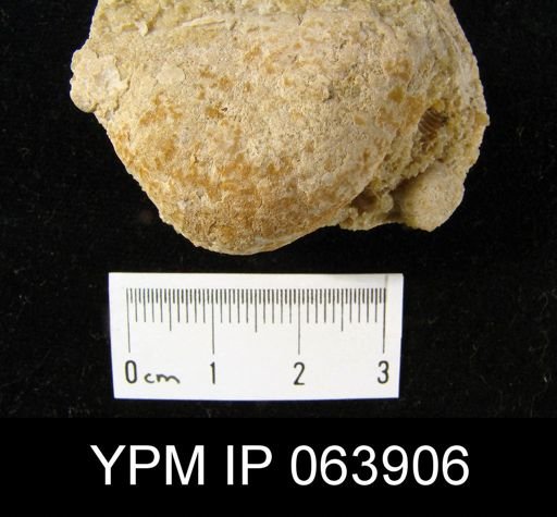 Strophonella roemeri