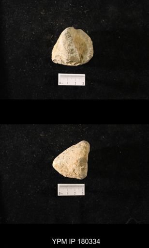 Anthaspidella sp.