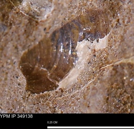undet. Bivalvia