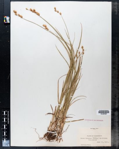Carex brevior