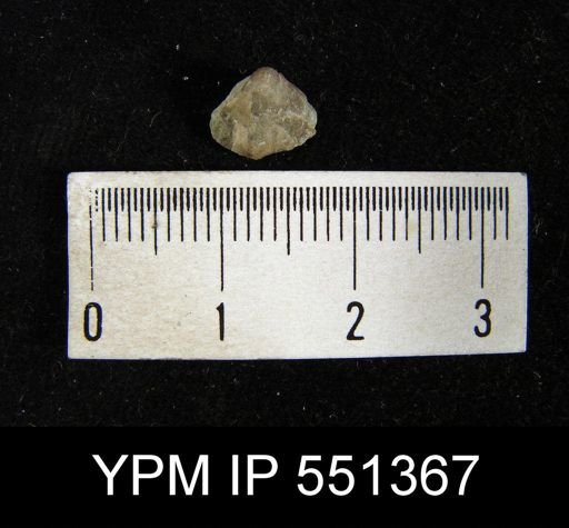 Atrypa reticularis