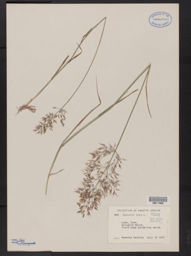 Agrostis alba