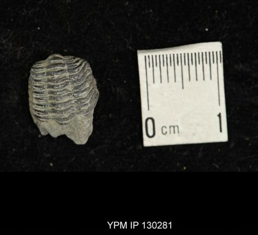 Eldredgeops rana