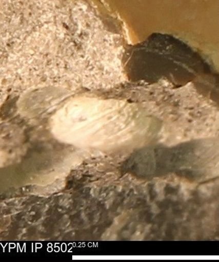 undet. Gastropoda