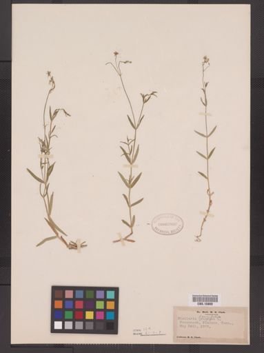 Stellaria longifolia