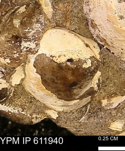 Protocardia subquadrata