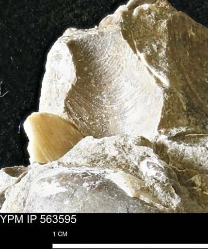 Limopsis striatopunctatus