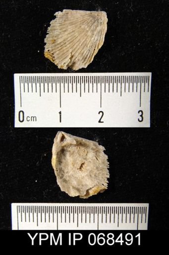 Austinella kankakensis