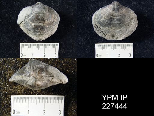 Athyris sp.