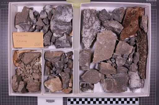 mixed taxa, stratigraphic collection