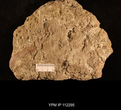 Glyptocrinus fornshelli