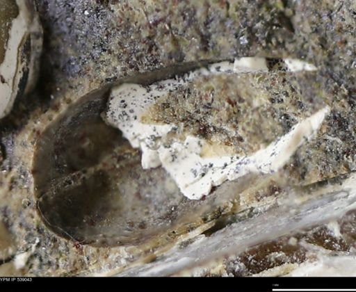 undet. Bivalvia
