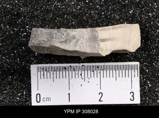 Inoceramus sp.