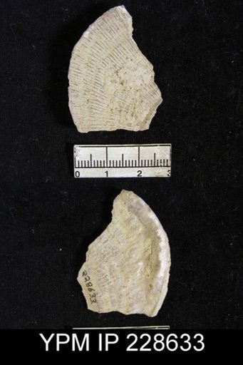 Derbya robusta