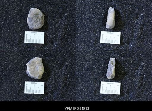 Scaphites whitfieldi