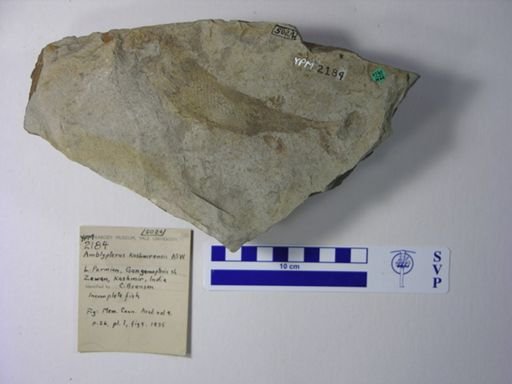 Amblypterus kashmiriensis