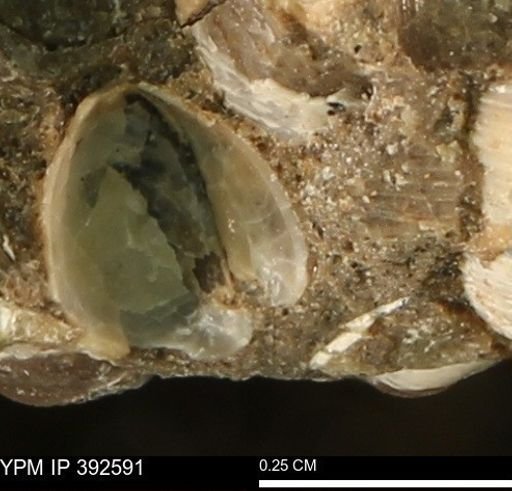 Protocardia subquadrata