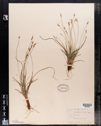 Carex artitecta