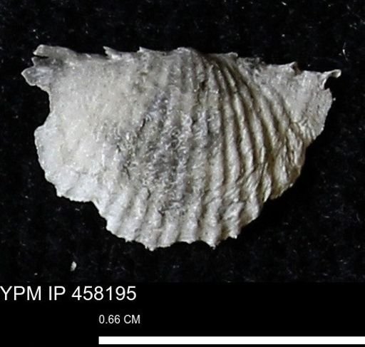Chonetes mucronatus