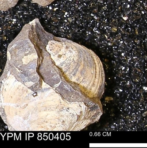 Limopsis striatopunctatus