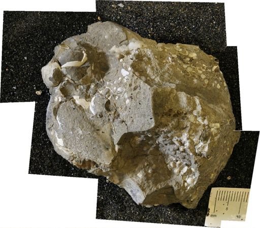 undet. Ammonoidea