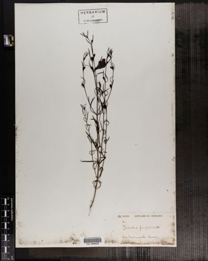 Plantae