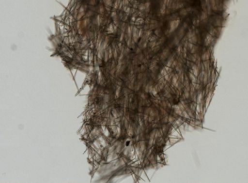 Halichondria panicea