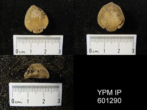 Eatonia peculiaris