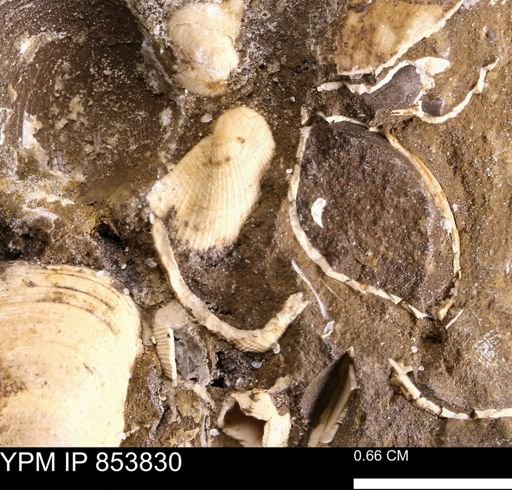 Parallelodon sp.