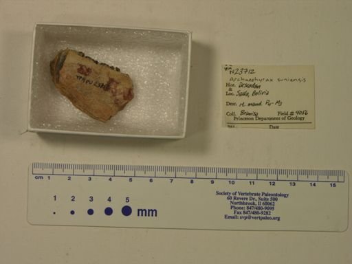 Archaeohyrax suniensis