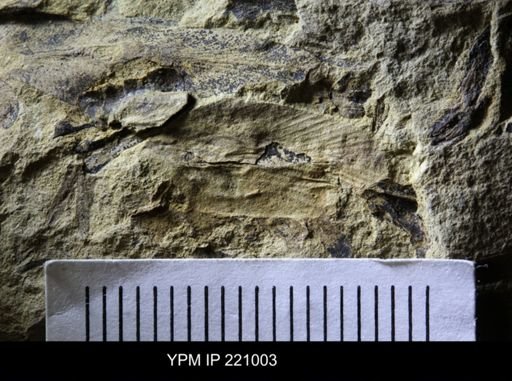 Spiloblattina maledicta