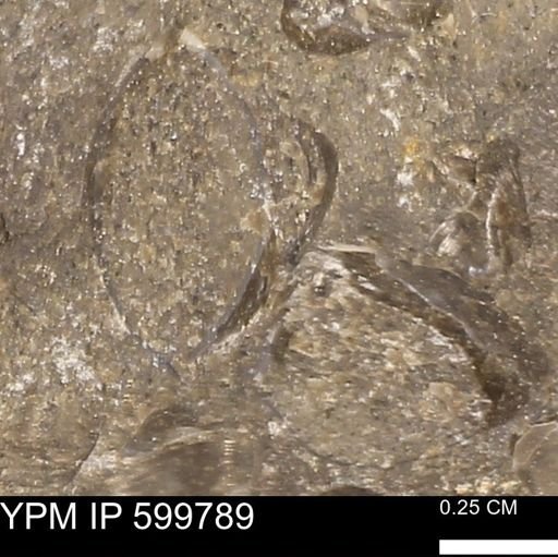 Protocardia subquadrata