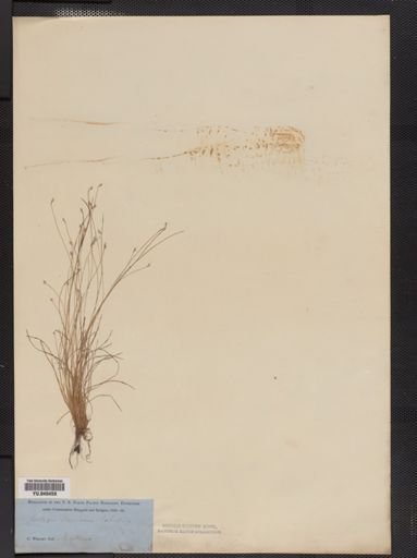 Plantae