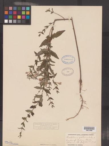 Scutellaria epilobiifolia