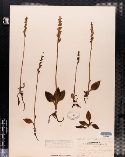 Goodyera tesselata