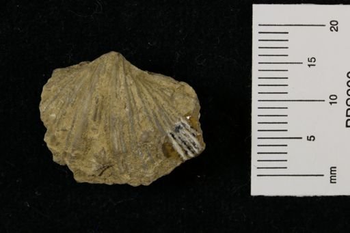 Neospirifer dunbari