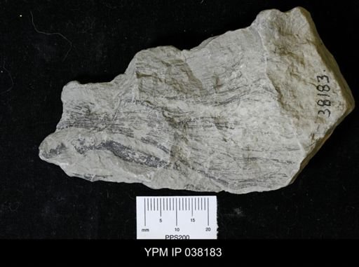 Mastigograptus simplex