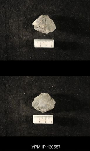 Platyceratoidea